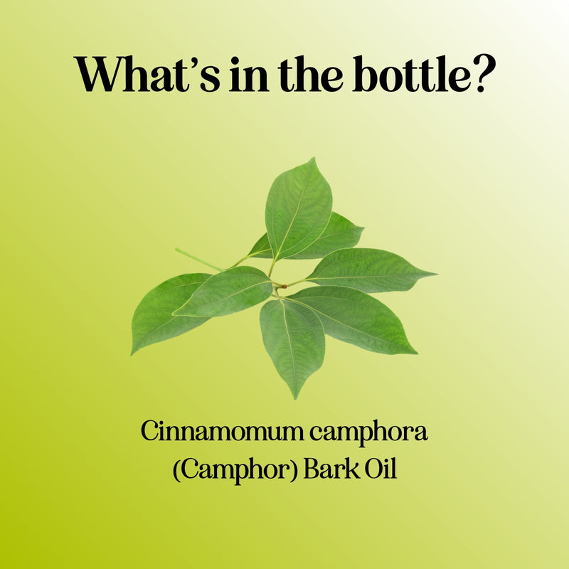 Camphor Essential Oil